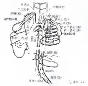 “肋骨切迹征” 的影像表现与临床意义