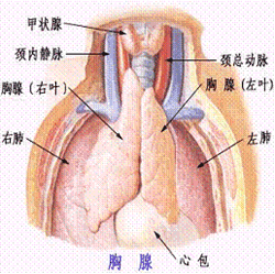 重症肌无力