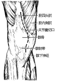(图)膝关节结核 (图)膝关节结核