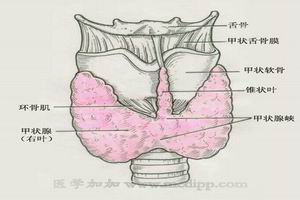 甲状腺癌 甲状腺癌
