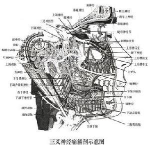 灼性神经痛 灼性神经痛