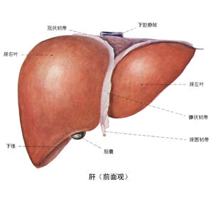 急性胆囊炎 急性胆囊炎