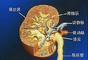 肾衰竭