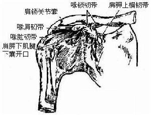 肩周炎