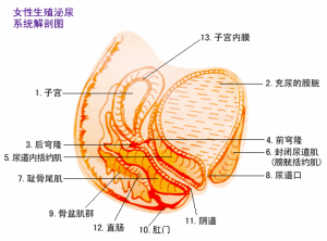 盆腔炎 盆腔炎