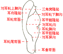 急性胆囊炎 急性胆囊炎