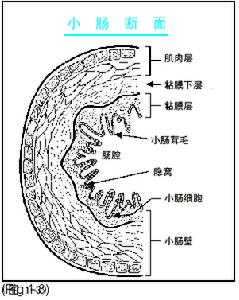 放射性肠炎 放射性肠炎