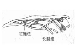 屈肌腱损伤