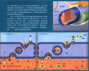 多发性硬化 多发性硬化