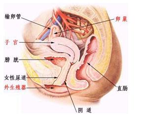 慢性盆腔炎 慢性盆腔炎