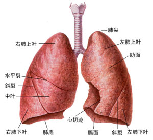 结核性胸膜炎 结核性胸膜炎