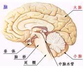 脑震荡 脑震荡
