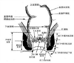 放射性肠炎 放射性肠炎