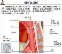 急性咽炎 急性咽炎