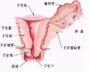 子宫息肉