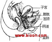 直肠脱垂 直肠脱垂