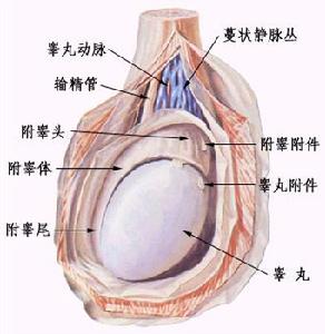子宫内膜炎 子宫内膜炎