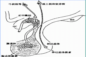 甲状旁腺功能减退症 甲状旁腺功能减退症
