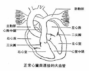 心脏损伤 心脏损伤