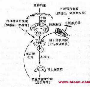 骨髓增生异常综合征 骨髓增生异常综合征