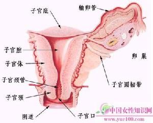 慢性盆腔炎 慢性盆腔炎