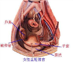 女性盆腔器官 女性盆腔器官