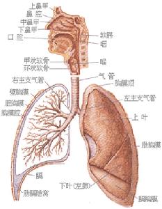 结核性胸膜炎 结核性胸膜炎