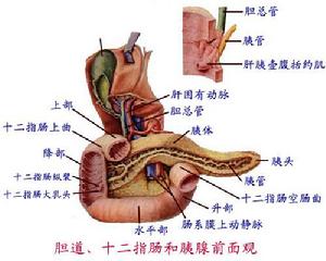 十二指肠结核