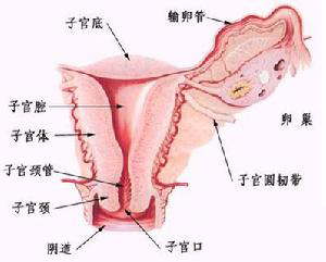 宫颈息肉 宫颈息肉