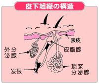 多汗症 多汗症