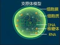 支原体肺炎