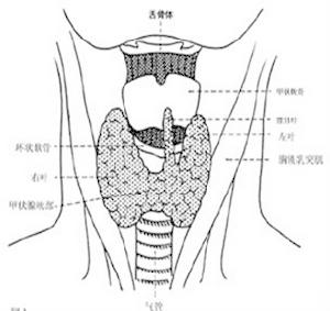 甲状腺功能亢进症